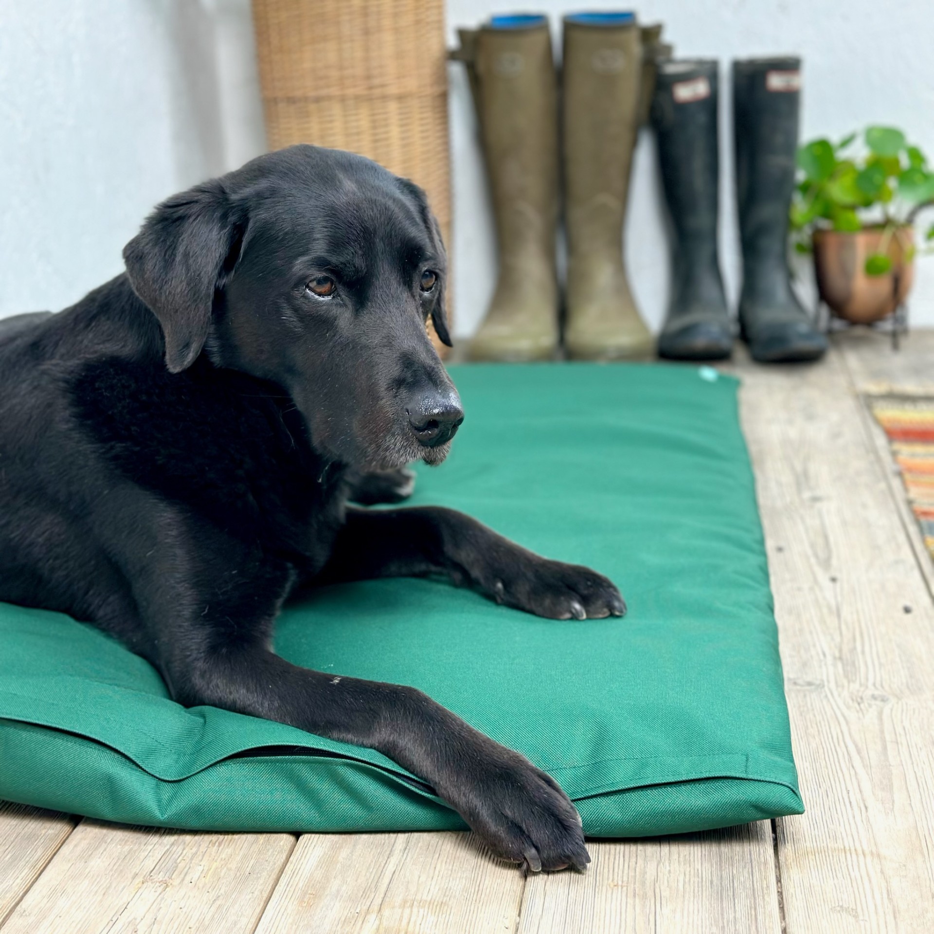 Dog bed covers removable sales